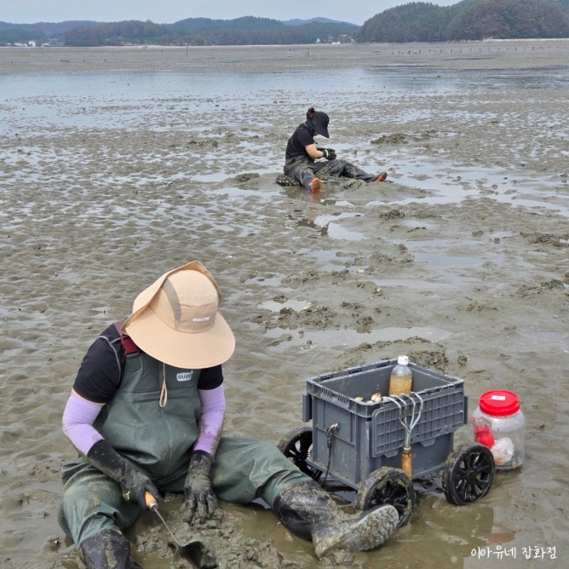 Taean Jinsan-ri Fishing Village Mudflat Experience: Essential Tips for Preparation and Purging (+ Tide Times, Parking)