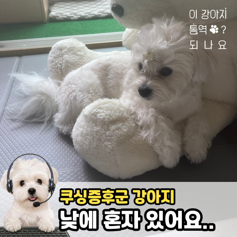 강아지 쿠싱증후군 완치가 가능한가요? 직장인이라 낮에는 강아지가 혼자 있어 걱정되요