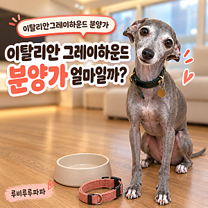 이탈리안 그레이하운드 분양가, 입양 전 알아둘 비용