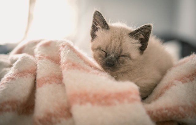 고양이도 추위를 타나요?고양이 재채기/길냥이 따뜻한 겨울나기