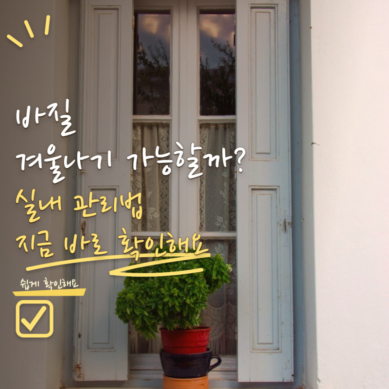 바질 겨울나기 가능할까? 추워지기 전 실내에서 오래 키우는 방법