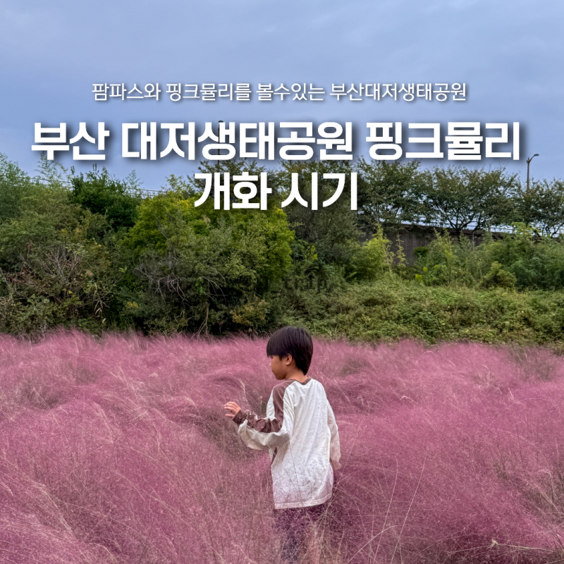 부산 대저생태공원 핑크뮬리 팜파스 개화시기 10월 가볼만한곳