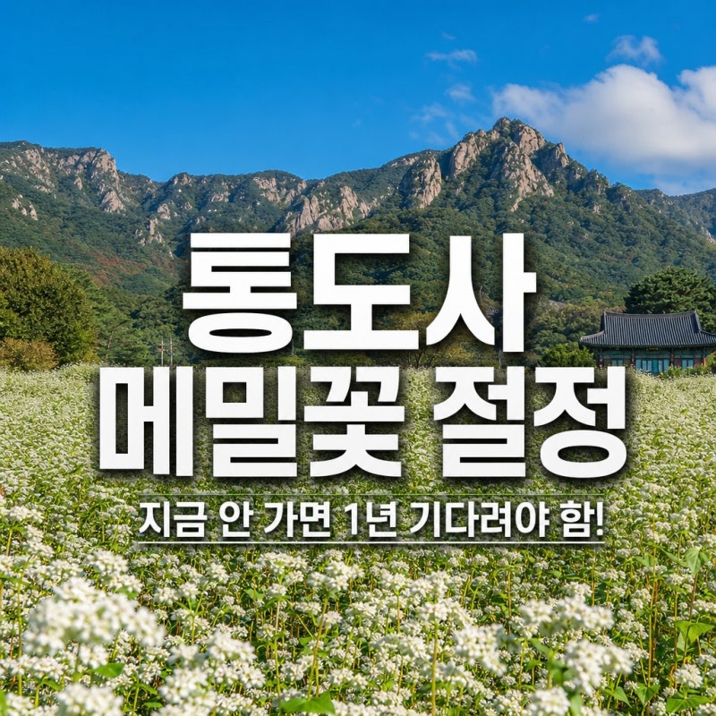 지금 안 가면 1년 기다려야 한다?" 양산 통도사 극락암 메밀꽃밭 실시간 절정 시기 놓치면 손....