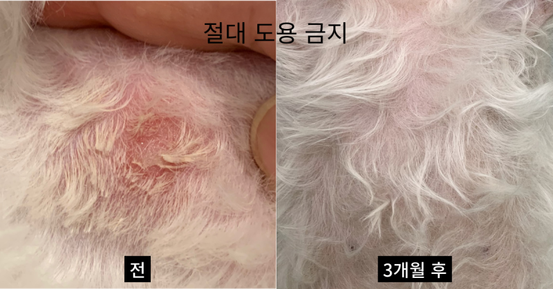 제발 강아지 피부병에 헛돈 쓰지 마세요(3개월 완치 방법)