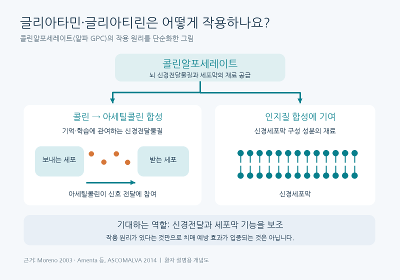 글리아타민·글리아티린, 치매에 효과 있나요? 약값 본인부담 80%가 된 이유와 급여 조건