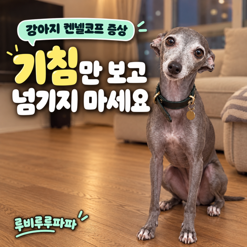 강아지 켄넬코프 증상, 기침만 보고 넘기지 마세요