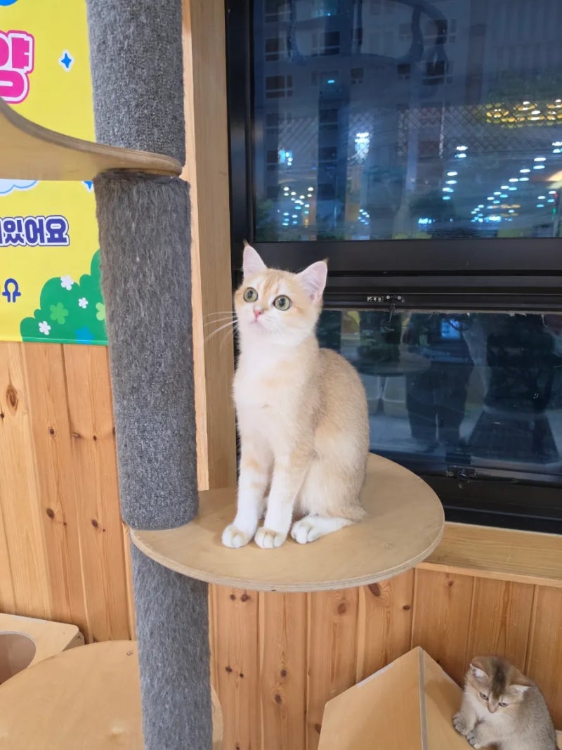 전주고양이분양 아이캣유 전주고양이카페 최집사가브리딩