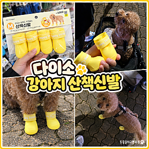 다이소 강아지 산책신발 뭉실이의 솔직 후기