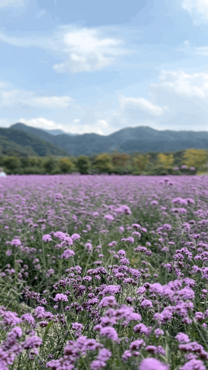 My Second Visit to Pocheon Hantangang Garden Festa, a Gyeonggi Autumn Festival