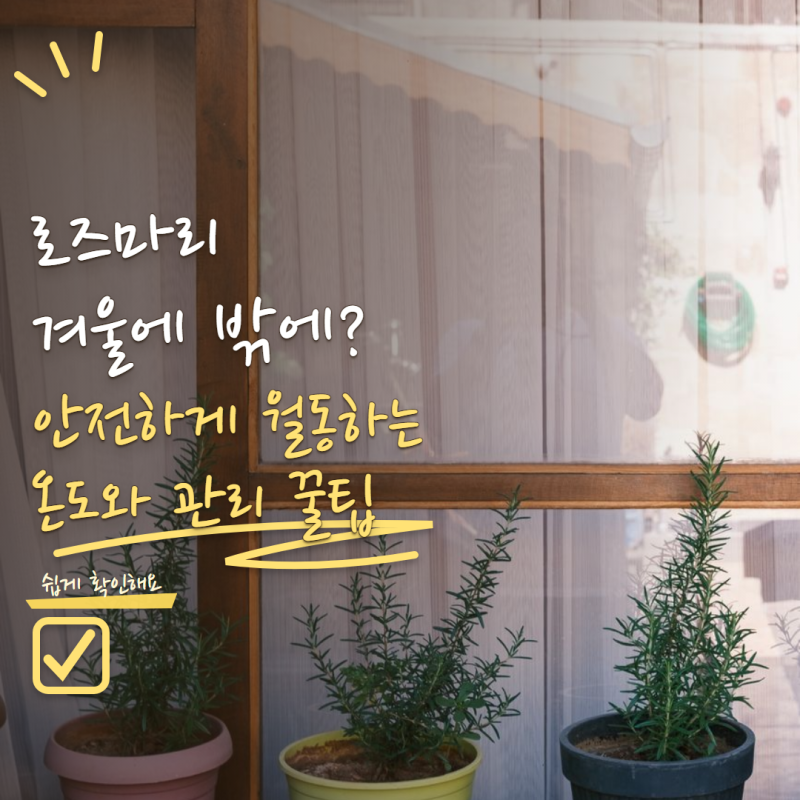 로즈마리 키우기 겨울에 밖에 둬도 될까? 월동 가능한 온도와 관리방법
