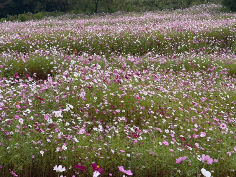 청주 가볼 만한 곳 상당산성 가을 나들이 코스모스 꽃구경