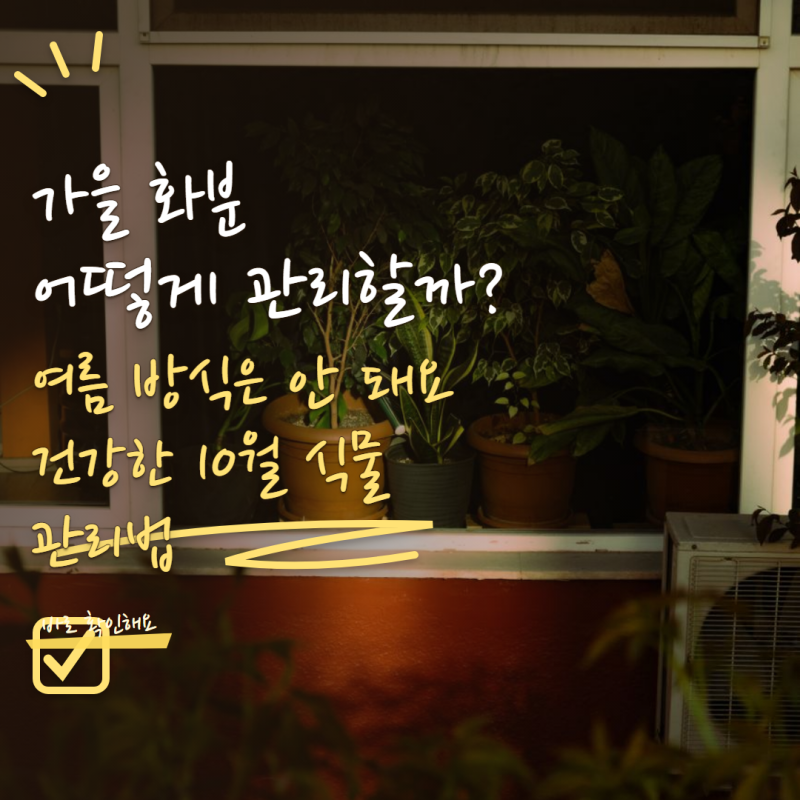 10월 화분 관리 여름처럼 하면 안 돼요! 물주기·햇빛·실내 이동 바꾸는 6가지