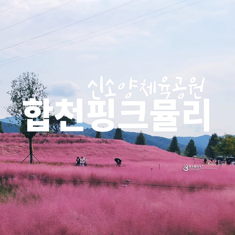 경남 합천 핑크뮬리 명소 신소양체육공원 추천 방문시기 및 황화 코스모스 실시간 개화 현황