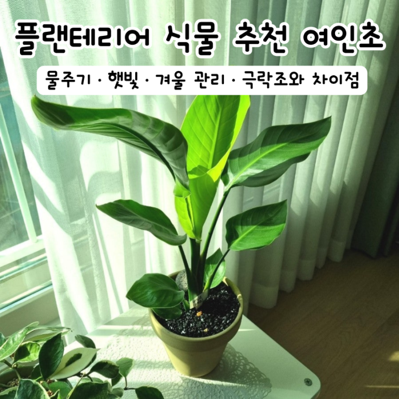 여인초 키우기 물주기 햇빛 극락조와 차이점까지
