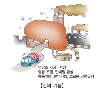 간경화, 지방간