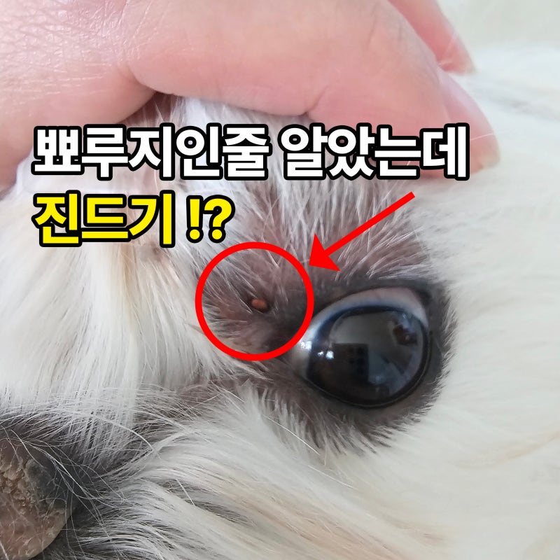 초비상! 가을철 강아지 진드기 제거, 눈꺼풀 진드기 물렸을때(+퇴치제 테스트)
