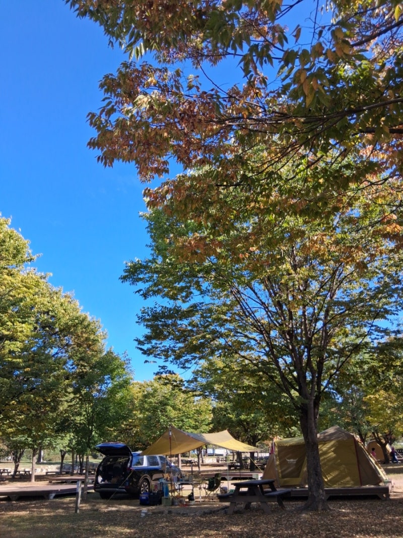 Autumn Camping Trip at Gapyeong Jarasum Auto Campsite