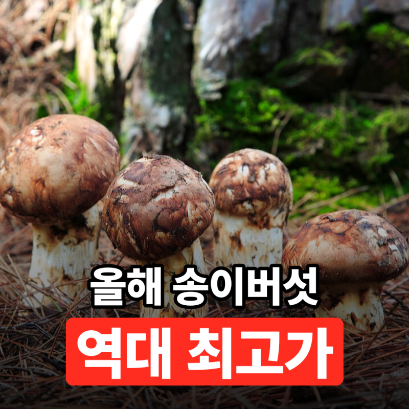 송이버섯 가격 실화냐? ㄷㄷ｜첫 공판 120만원이 13일 만에 162만원 돌파