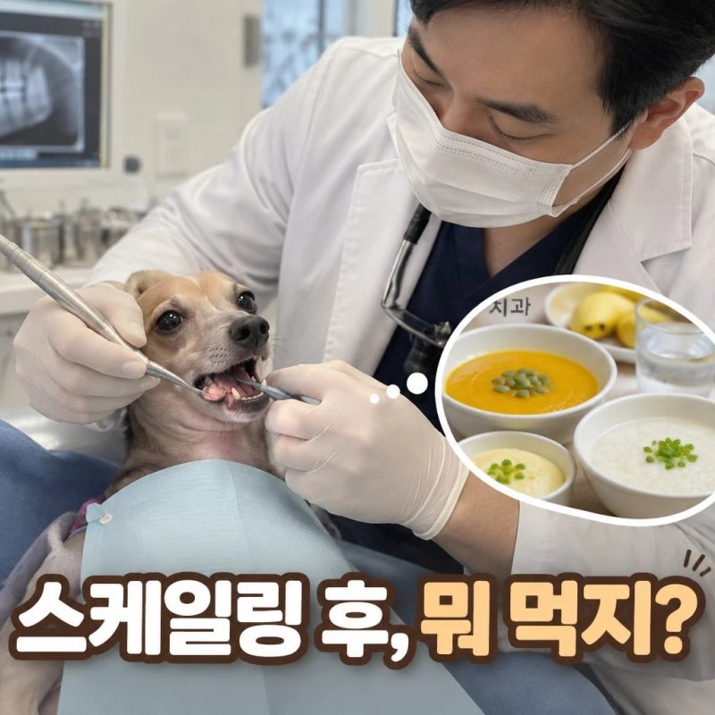 스케일링후 식사 주의할 점과 추천 음식