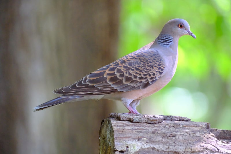 멧비둘기 (Turtle Dove) (47)