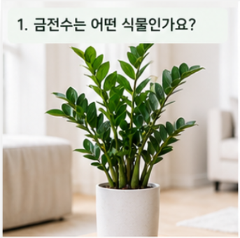 금전수 키우는법｜물주기와 과습부터 잎이 노랗게 변하는 이유까지 (플레이스콤마)