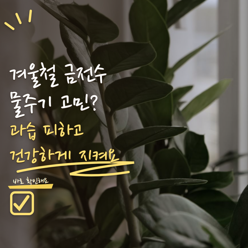 금전수 겨울 물주기 얼마나 해야 할까? 추워질수록 조심해야 하는 이유 5가지