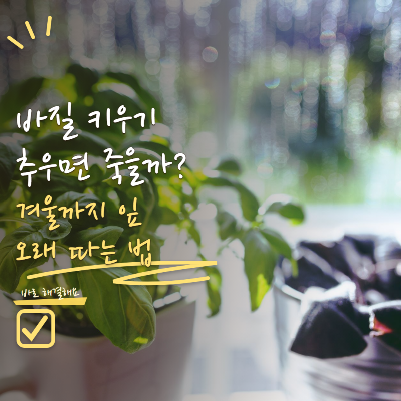 바질 키우기 추워지면 바로 죽을까? 겨울까지 잎 오래 수확하는 관리법