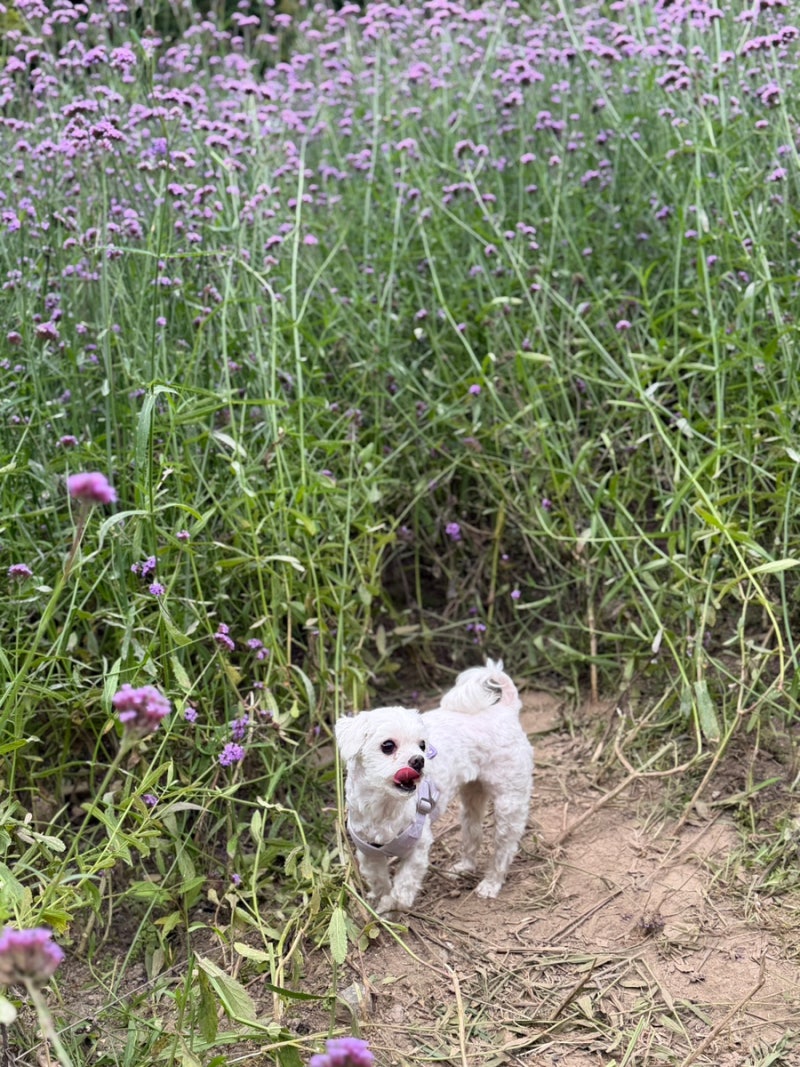 가평, 춘천 가볼만한 곳 ㅣ 남이섬 후기 + 애견동반 식당, 카페 후기!