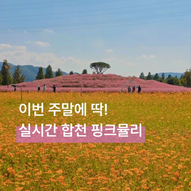 이번 주말에 딱! 합천 신소양체육공원 핑크뮬리 실시간
