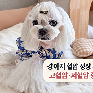 강아지 혈압 정상 수치 고혈압·저혈압과 혈압 떨어짐 증상 알아보기