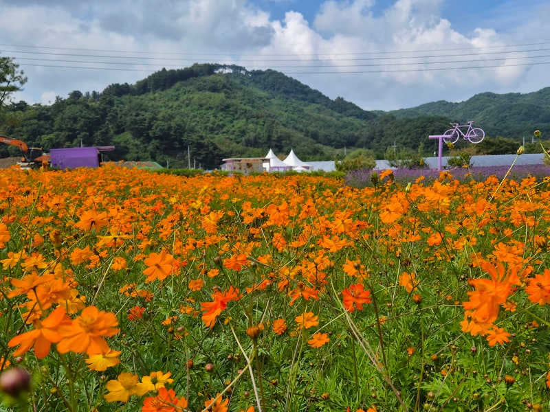 (원주여행) 2026 원주 용수골 가을꽃 축제☞원주 백운산 용수골에서 열리는 원주 대표 가을꽃....