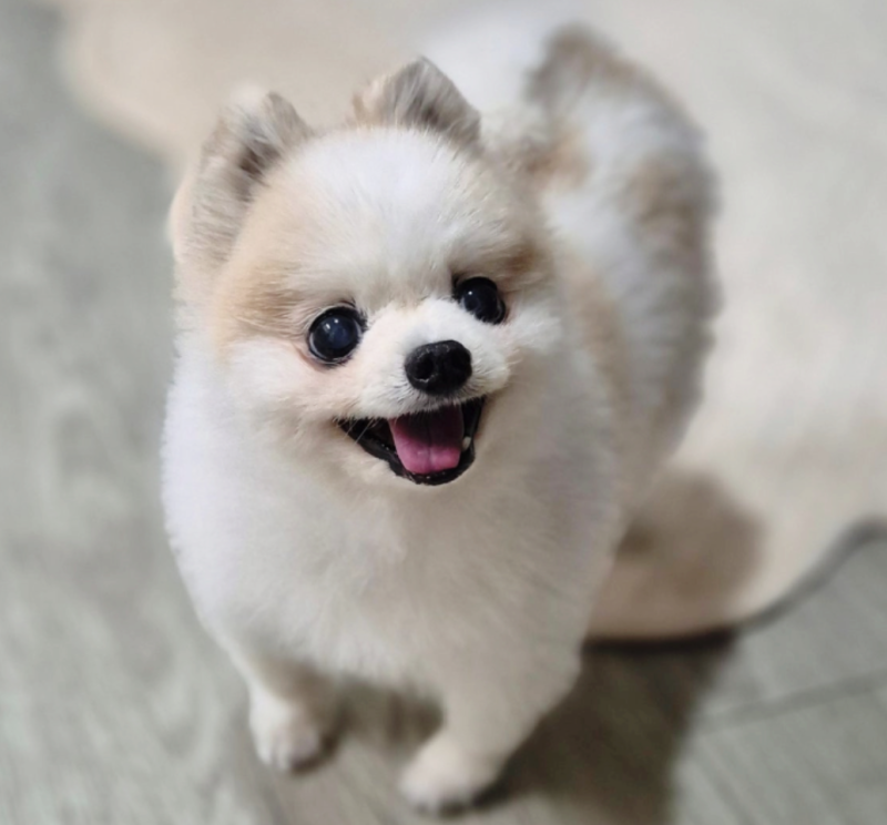 강아지 묽은변 원인과 대처, 유산균만 먹여도 될까?