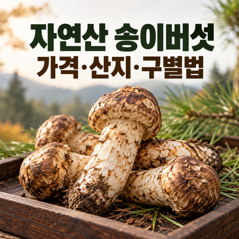자연산 송이버섯 가격, 양양·봉화·울진 차이와 좋은 송이 구별법