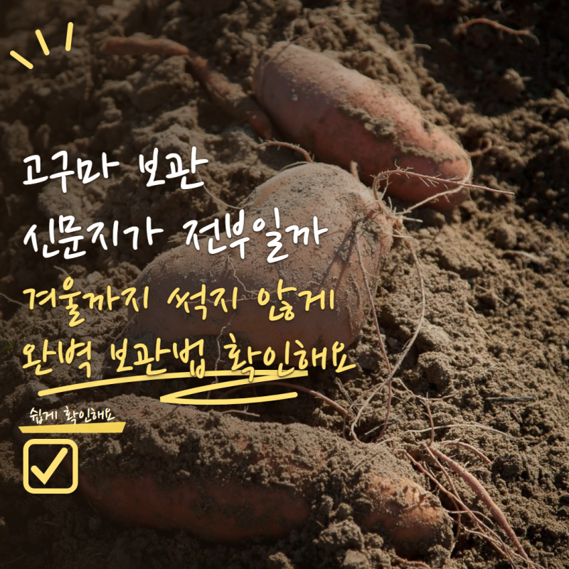 고구마 보관방법 신문지에 싸기만 하면 될까? 겨울까지 썩지 않게 보관하는 법