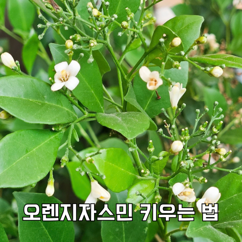 오렌지 자스민 키우는법 빛이 부족하면 잎만 무성해질 수 있어요