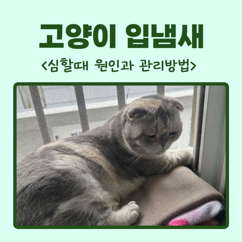 고양이입냄새 심할때 함께 확인해야 할 증상들