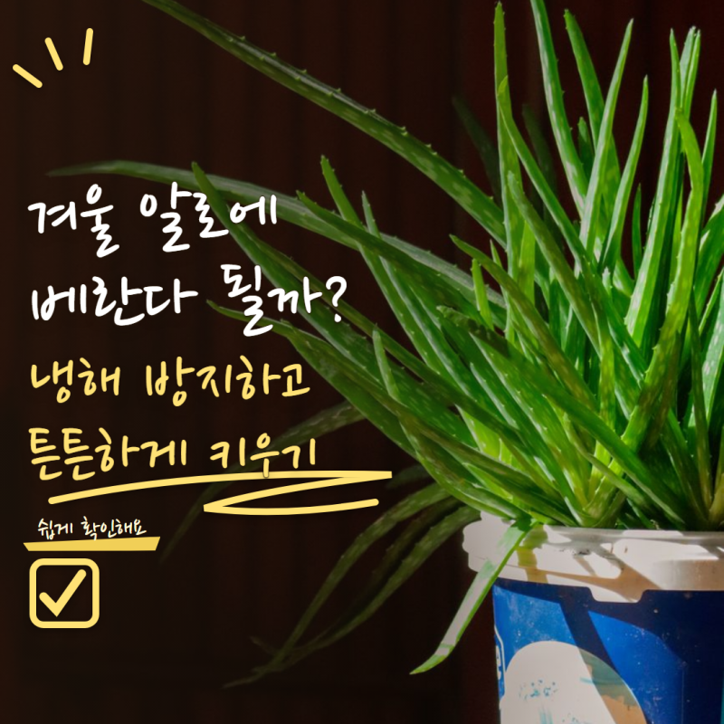 알로에 키우기 겨울에도 베란다에 둬도 될까? 추위 전에 확인할 관리법