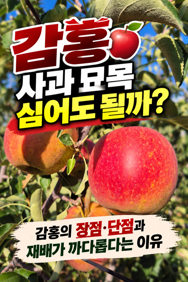 감홍 사과 묘목 심어도 될까?｜감홍의 장점·단점과 재배가 까다롭다는 이유
