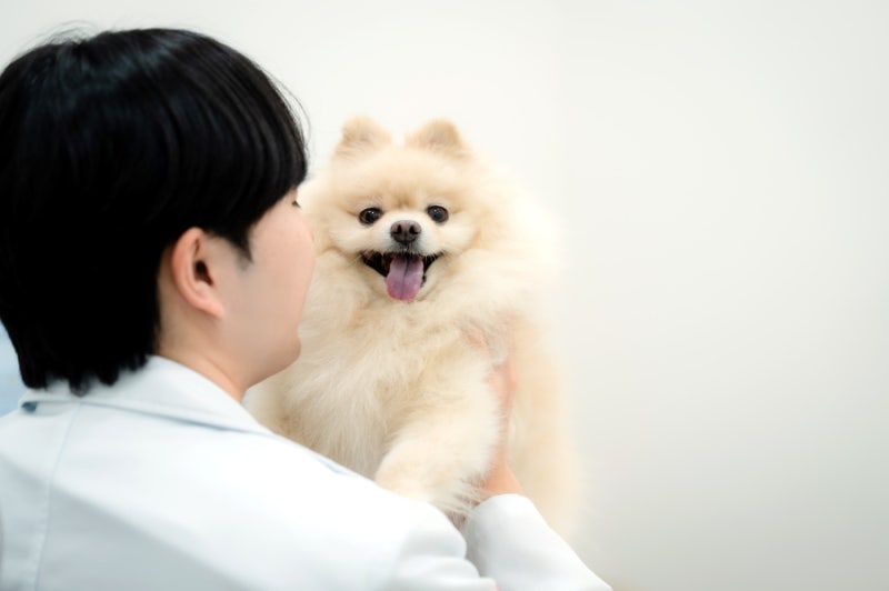 강아지 심부전 증상, 응급 상황은 언제일까요?