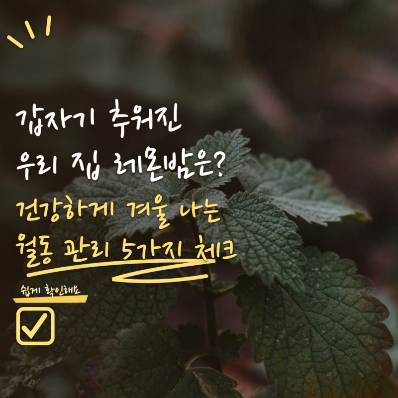 레몬밤 키우기 추워지면 어떻게 해야 할까? 겨울 전 꼭 해줘야 할 월동 관리 5가지