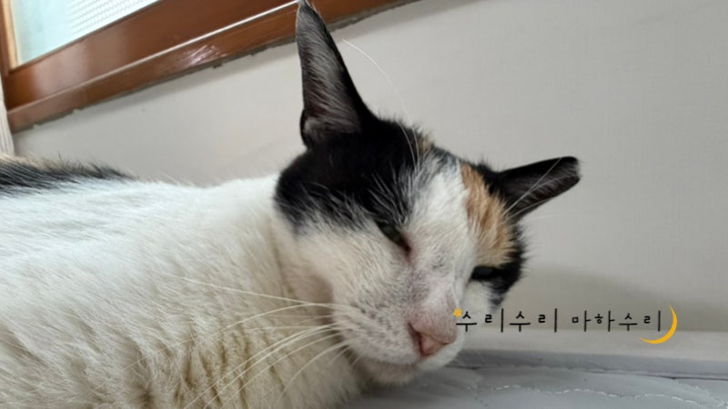 바램펫 밀리 급식기 다이소 받침대 & 슬로우식기 활용 후기