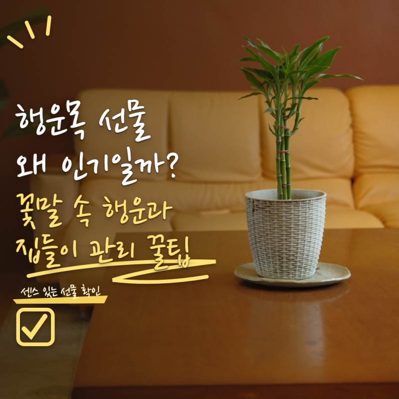 행운목 꽃말 왜 선물용으로 인기일까? 의미와 집들이 화분으로 좋은 이유