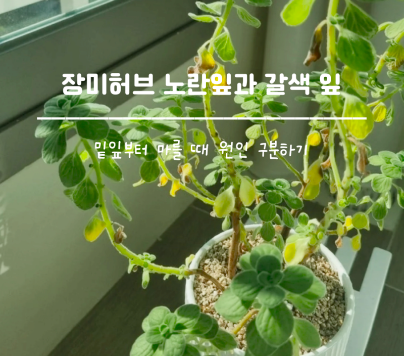 장미허브 노란잎과 갈색 잎, 밑잎부터 마를 때 원인 구분하기