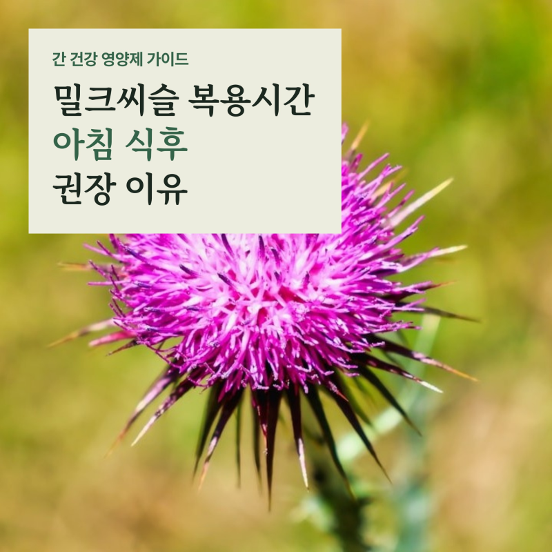 밀크씨슬 실리마린 복용시간과 흡수율 차이, 아침 식후 권장하는 결정적 이유