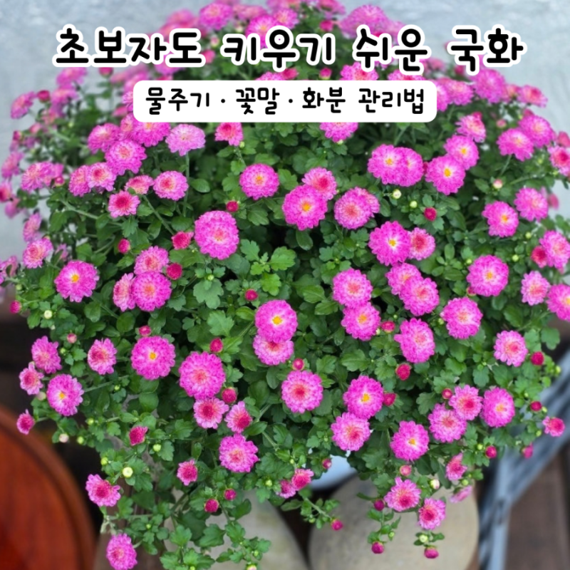 초보자도 쉬운 국화 키우기 물주기 꽃말 가을 국화 화분 관리법