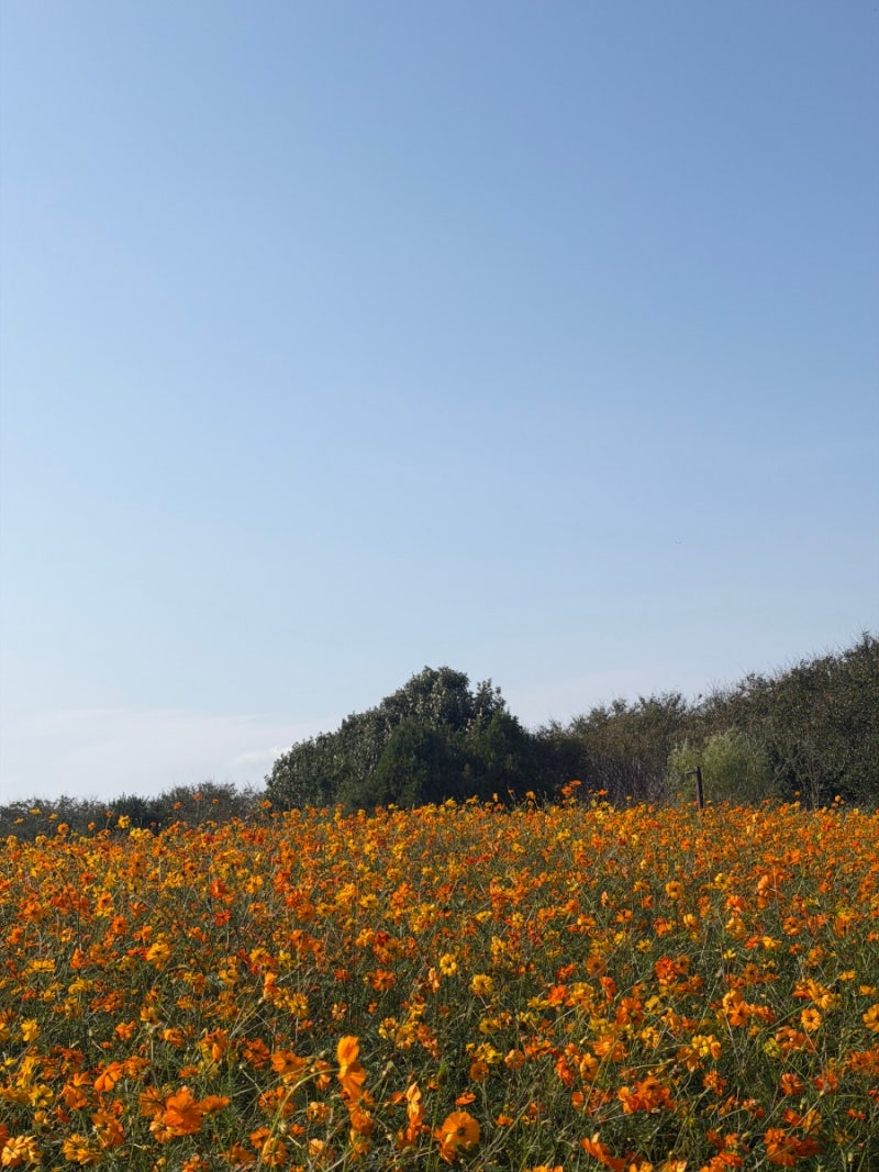 Incheon Dream Park Wildflower Complex: Autumn Flower Bloom Status | Recent Visit Review on September 30th