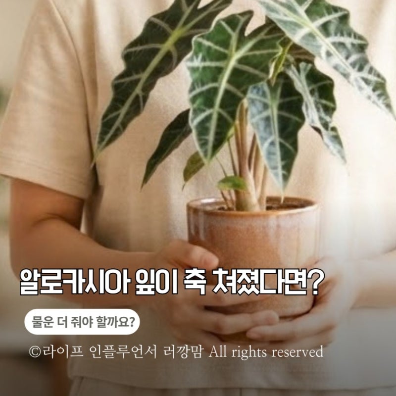 알로카시아 키우기, 잎이 축 처지고 노랗게 변한다면 물주기부터 확인하세요