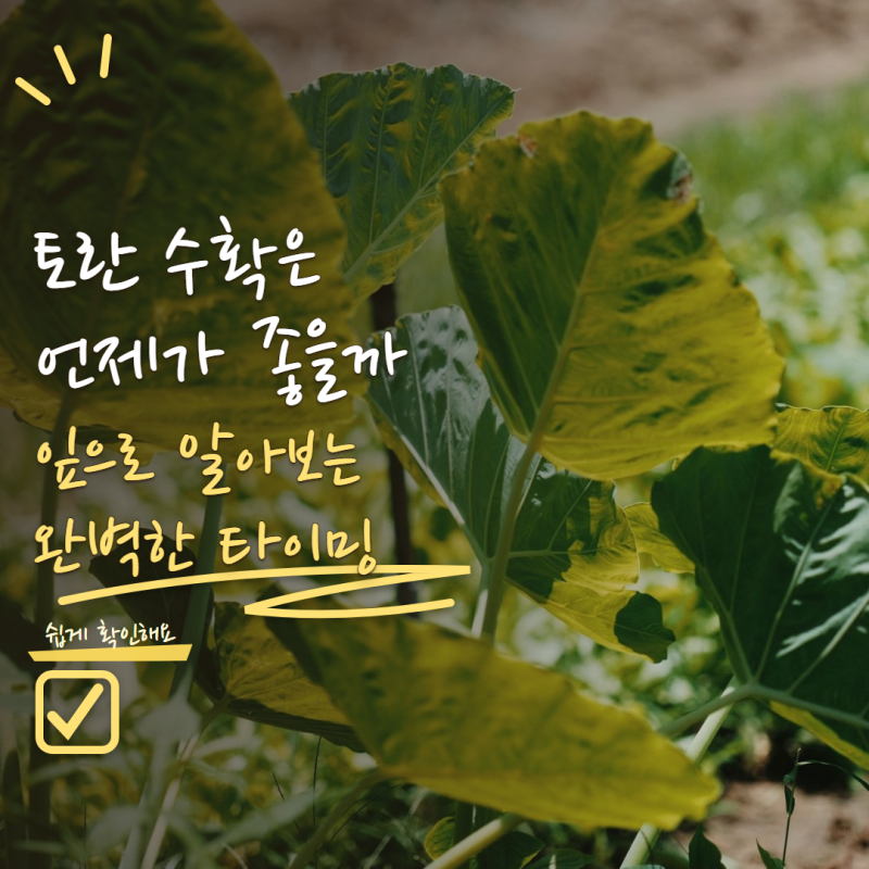 토란 수확시기 서리 전에 캐야 할까? 잎으로 알아보는 수확 타이밍