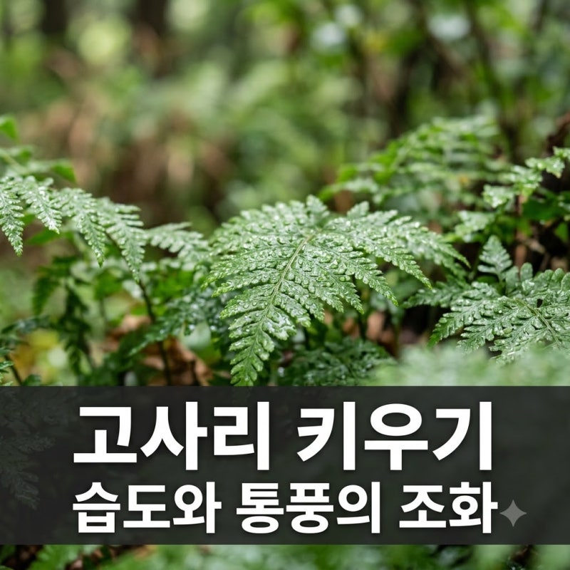 고사리 식물 키우기 습도만 높이면 될까? 실패 없는 관리 팁