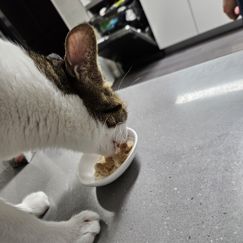 고양이 사료 토하는 이유, 자주 한다면 횟수와 원인부터